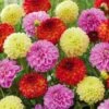 Dahlia Decorative Mixed Live Flower Tubers (Bag Of 8) -J Parkers Garden Store garden state bulb flower bulbs ecs 07 08 02 64 1000