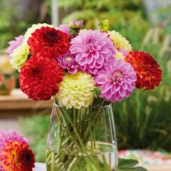 Dahlia Decorative Mixed Live Flower Tubers (Bag Of 12) -J Parkers Garden Store garden state bulb flower bulbs ecs 07 12 03 31 1000