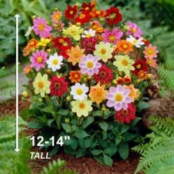 Dahlia Topmix Single Flower Mixed Live Flower Tubers (Bag Of 8) -J Parkers Garden Store garden state bulb flower bulbs ecs 08 08 02 44 1000