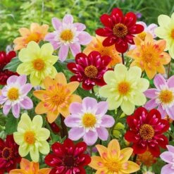 Dahlia Topmix Single Flower Mixed Live Flower Tubers (Bag Of 12)
