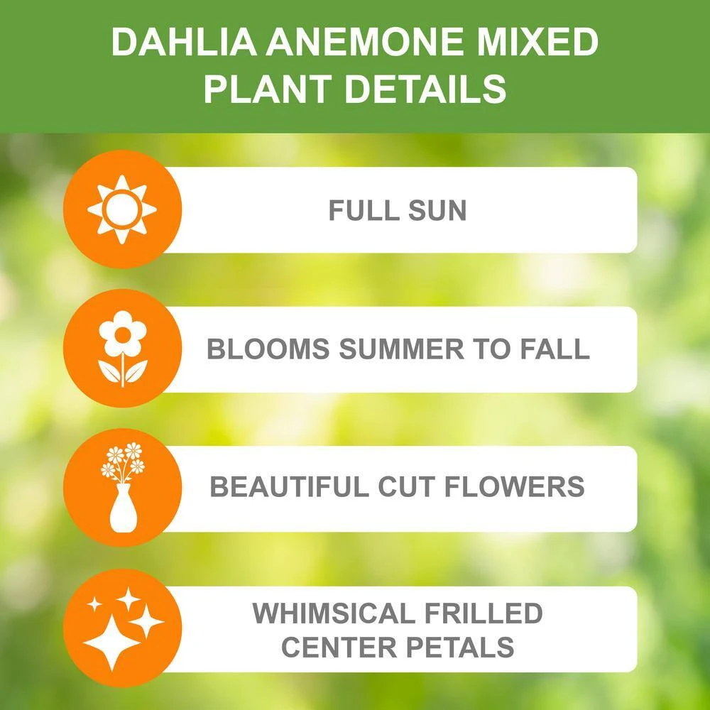 Dahlia Anemone Mixed Live Flower Tubers (Bag Of 4) 6 Dahlia Anemone Mixed Live Flower Tubers (Bag Of 4) - Image 4