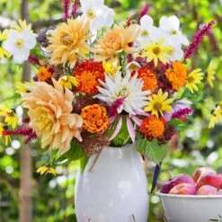 Dahlia Anemone Mixed Live Flower Tubers (Bag Of 4) 17 Dahlia Anemone Mixed Live Flower Tubers (Bag Of 4) -J Parkers Garden Store garden state bulb flower bulbs ecs 09 04 01 31 1000