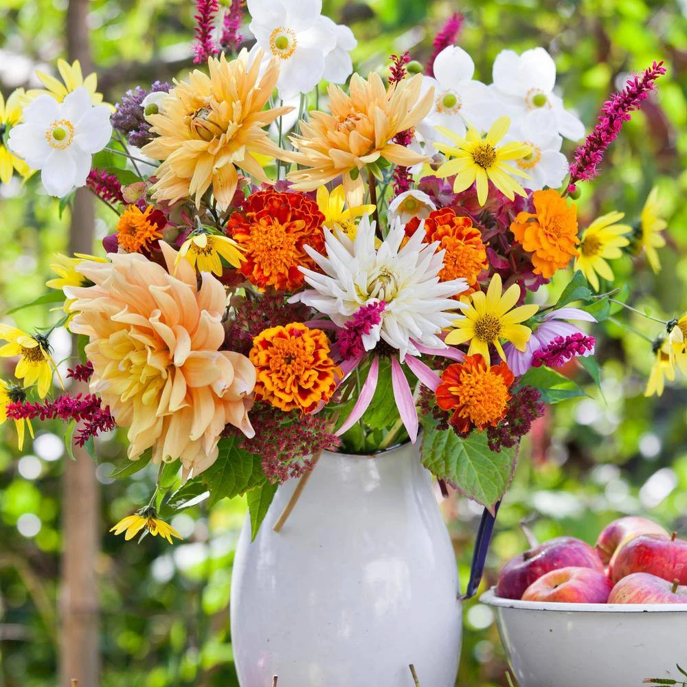 Dahlia Anemone Mixed Live Flower Tubers (Bag Of 4) 10 Dahlia Anemone Mixed Live Flower Tubers (Bag Of 4) - Image 8