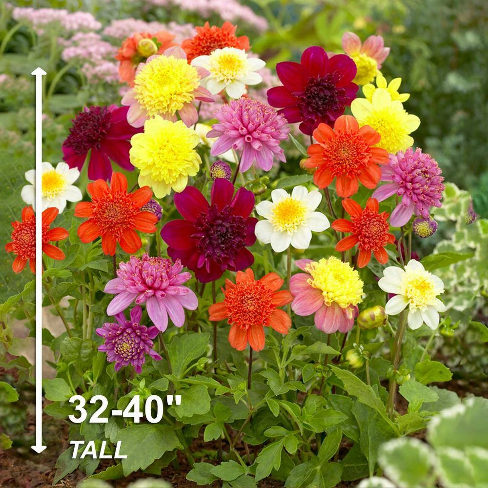 Dahlia Anemone Mixed Live Flower Tubers (Bag Of 4) 7 Dahlia Anemone Mixed Live Flower Tubers (Bag Of 4) - Image 5