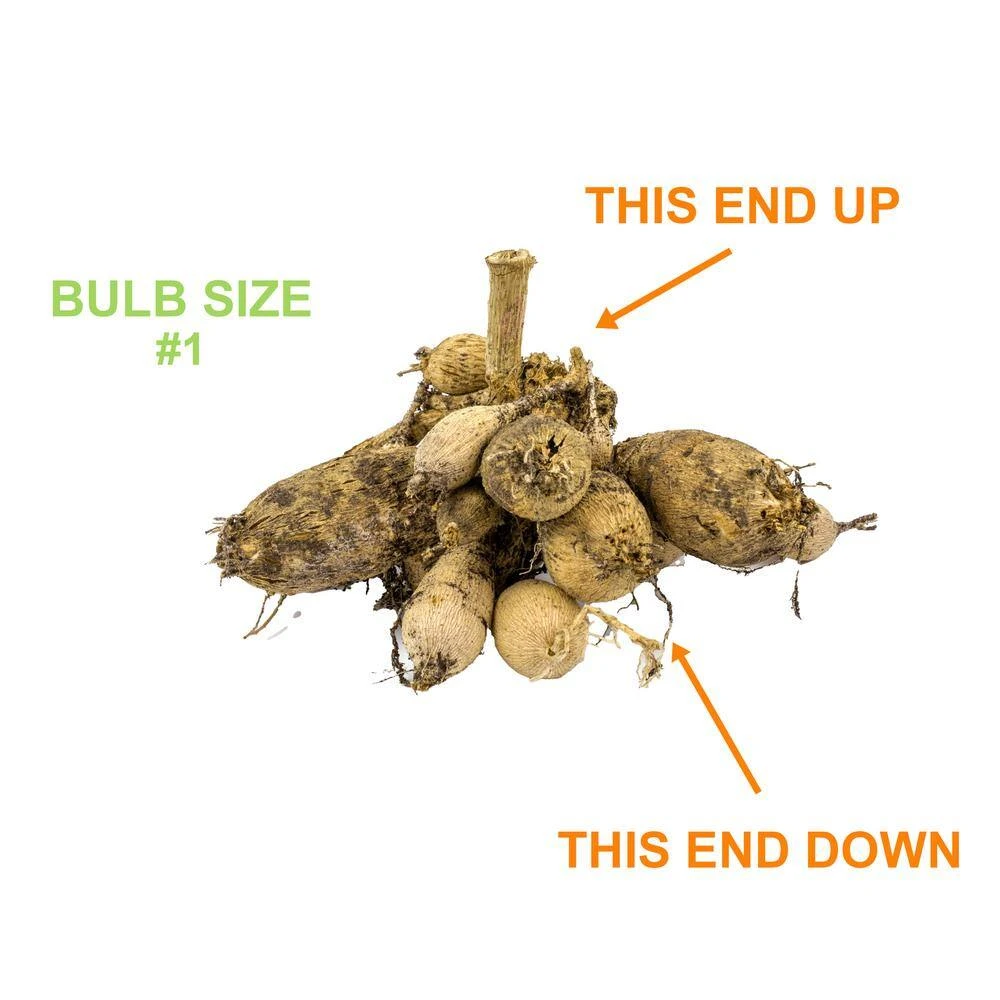 Dahlia Anemone Mixed Live Flower Tubers (Bag Of 4) 5 Dahlia Anemone Mixed Live Flower Tubers (Bag Of 4) - Image 3