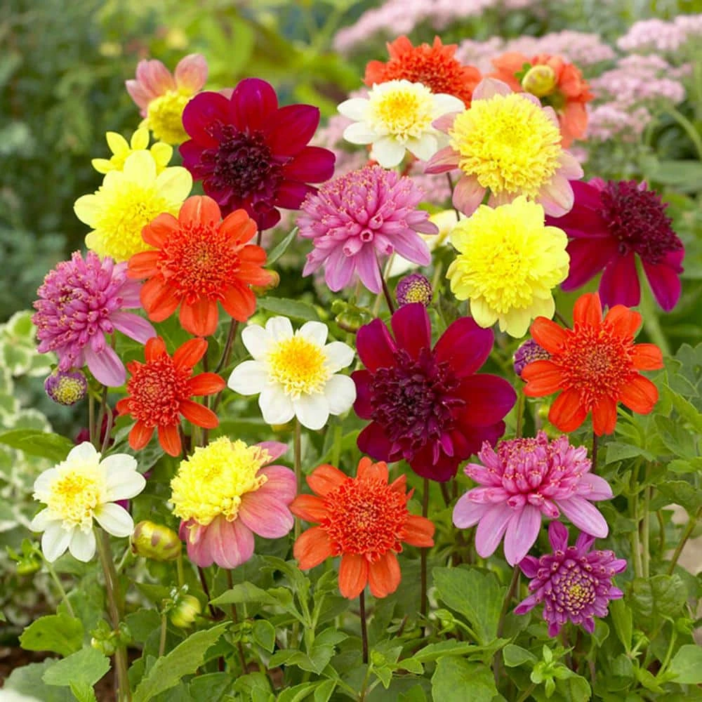 Dahlia Anemone Mixed Live Flower Tubers (Bag Of 4) 3 Dahlia Anemone Mixed Live Flower Tubers (Bag Of 4)