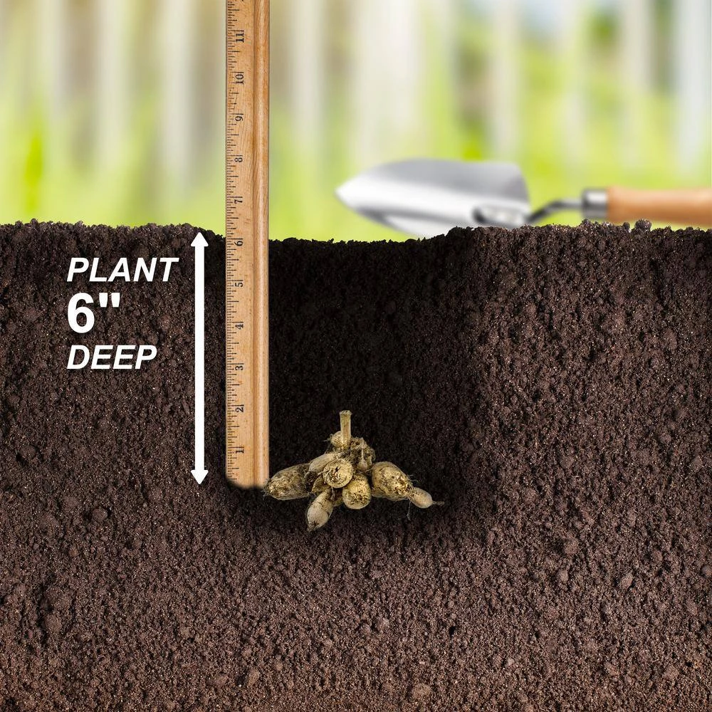 Dahlia Anemone Mixed Live Flower Tubers (Bag Of 4) 8 Dahlia Anemone Mixed Live Flower Tubers (Bag Of 4) - Image 6