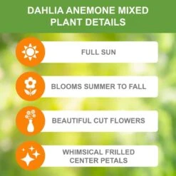 Dahlia Anemone Mixed Live Flower Tubers (Bag Of 8) -J Parkers Garden Store garden state bulb flower bulbs ecs 09 08 02 1f 1000