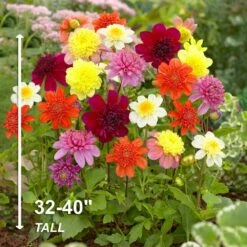 Dahlia Anemone Mixed Live Flower Tubers (Bag Of 12) -J Parkers Garden Store garden state bulb flower bulbs ecs 09 12 03 44 1000