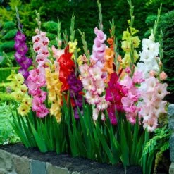 10/12cm, Gladiolus Rainbow Mix Flower Bulbs (Bag Of 25)