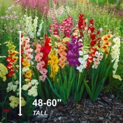 10/12cm, Gladiolus Rainbow Mix Flower Bulbs (Bag Of 50) 14 10/12cm, Gladiolus Rainbow Mix Flower Bulbs (Bag Of 50) -J Parkers Garden Store garden state bulb flower bulbs ecs 10 50 02 44 1000