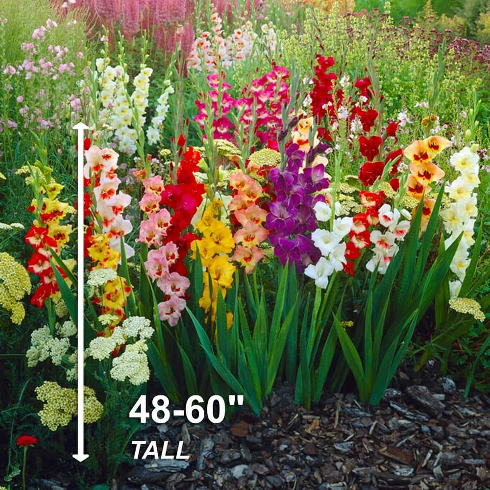 10/12cm, Gladiolus Rainbow Mix Flower Bulbs (Bag Of 50) 7 10/12cm, Gladiolus Rainbow Mix Flower Bulbs (Bag Of 50) - Image 5