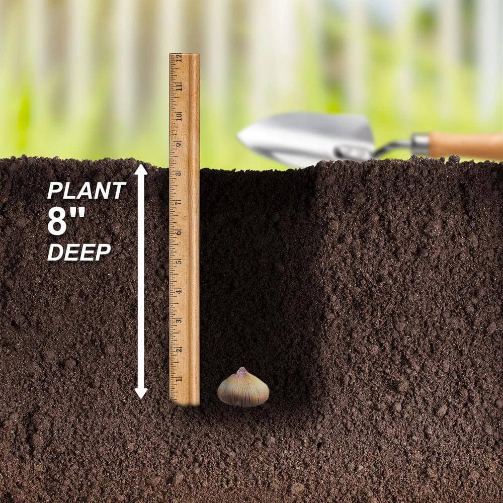 10/12cm, Gladiolus Rainbow Mix Flower Bulbs (Bag Of 50) 8 10/12cm, Gladiolus Rainbow Mix Flower Bulbs (Bag Of 50) - Image 6