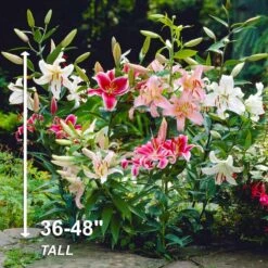 14/16 Cm, Oriental Lily Mixed Flower Bulbs (Bag Of 10) -J Parkers Garden Store garden state bulb flower bulbs ecs 11 10 01 44 1000