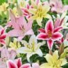 14/16cm, Oriental Lily Mixed Flower Bulbs (Bag Of 30) -J Parkers Garden Store garden state bulb flower bulbs ecs 11 30 03 64 1000