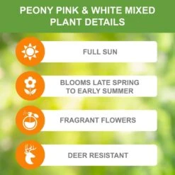 Peony Pink And White Mixed Flower Bulbs, Live Bare Roots (Bag Of 3) -J Parkers Garden Store garden state bulb flower bulbs ecs 12 03 01 1f 1000