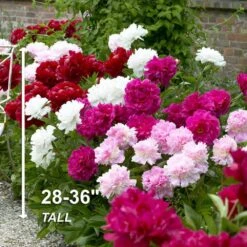 Peony Pink And White Mixed Flower Bulbs, Live Bare Roots (Bag Of 3) -J Parkers Garden Store garden state bulb flower bulbs ecs 12 03 01 44 1000