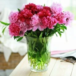 Peony Pink And White Mixed Flower Bulbs, Live Bare Roots (Bag Of 6) -J Parkers Garden Store garden state bulb flower bulbs ecs 12 06 02 31 1000