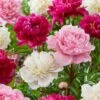 Peony Pink And White Mixed Flower Bulbs, Live Bare Roots (Bag Of 6) -J Parkers Garden Store garden state bulb flower bulbs ecs 12 06 02 64 1000