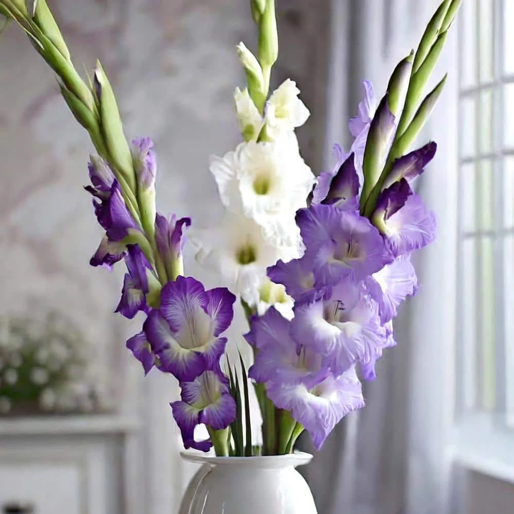 12 Cm/14 Cm, Purple Milka Gladiolus Flower Bulbs (Bag Of 30) 4 12 Cm/14 Cm, Purple Milka Gladiolus Flower Bulbs (Bag Of 30) - Image 2