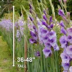 12 Cm/14 Cm, Purple Milka Gladiolus Flower Bulbs (Bag Of 60) 12 12 Cm/14 Cm, Purple Milka Gladiolus Flower Bulbs (Bag Of 60) -J Parkers Garden Store garden state bulb flower bulbs ecs 171 60 02 4f 1000