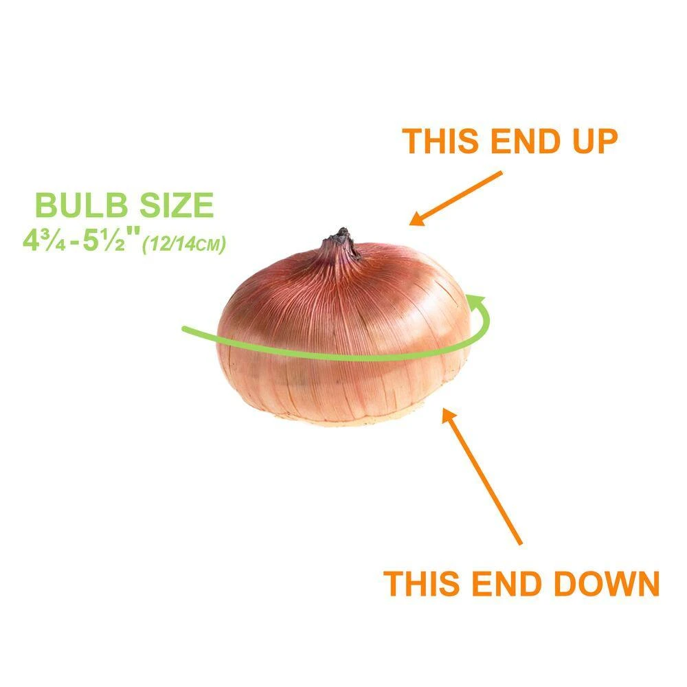 12 Cm/14 Cm, Purple Milka Gladiolus Flower Bulbs (Bag Of 90) 7 12 Cm/14 Cm, Purple Milka Gladiolus Flower Bulbs (Bag Of 90) - Image 5