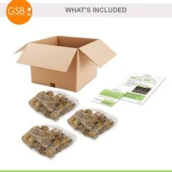 12 Cm/14 Cm, Purple Milka Gladiolus Flower Bulbs (Bag Of 90) 12 12 Cm/14 Cm, Purple Milka Gladiolus Flower Bulbs (Bag Of 90) -J Parkers Garden Store garden state bulb flower bulbs ecs 171 90 03 4f 1000