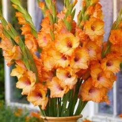 12 Cm/14 Cm, Olympic Flame Gladiolus Flower Bulbs (Bag Of 30) 17 12 Cm/14 Cm, Olympic Flame Gladiolus Flower Bulbs (Bag Of 30) -J Parkers Garden Store garden state bulb flower bulbs ecs 172 30 01 31 1000