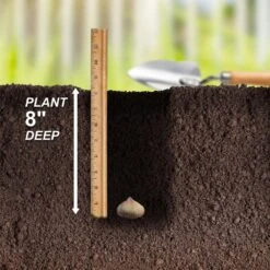 12 Cm/14 Cm, Olympic Flame Gladiolus Flower Bulbs (Bag Of 30) 14 12 Cm/14 Cm, Olympic Flame Gladiolus Flower Bulbs (Bag Of 30) -J Parkers Garden Store garden state bulb flower bulbs ecs 172 30 01 44 1000