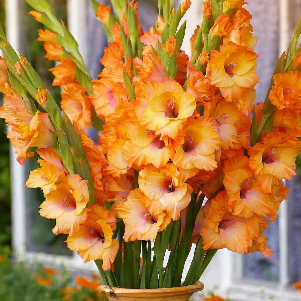 12 Cm/14 Cm, Olympic Flame Gladiolus Flower Bulbs (Bag Of 60) 10 12 Cm/14 Cm, Olympic Flame Gladiolus Flower Bulbs (Bag Of 60) - Image 8