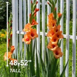 12 Cm/14 Cm, Olympic Flame Gladiolus Flower Bulbs (Bag Of 90) -J Parkers Garden Store garden state bulb flower bulbs ecs 172 90 03 4f 1000