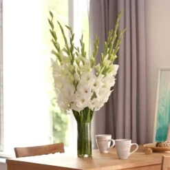 12 Cm/14 Cm, White Polar Bear Gladiolus Flower Bulbs (Bag Of 30) -J Parkers Garden Store garden state bulb flower bulbs ecs 173 30 01 31 1000