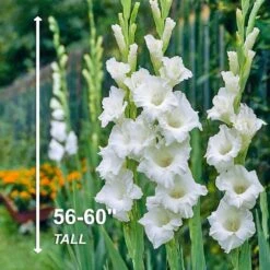 12 Cm/14 Cm, White Polar Bear Gladiolus Flower Bulbs (Bag Of 90) -J Parkers Garden Store garden state bulb flower bulbs ecs 173 90 03 4f 1000