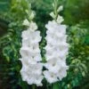 12 Cm/14 Cm, White Polar Bear Gladiolus Flower Bulbs (Bag Of 90)