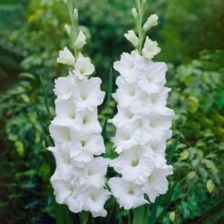 12 Cm/14 Cm, White Polar Bear Gladiolus Flower Bulbs (Bag Of 90)