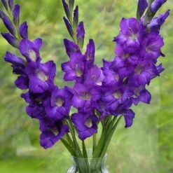 12 Cm/14 Cm, Purple Flora Gladiolus Flower Bulbs (Bag Of 30) -J Parkers Garden Store garden state bulb flower bulbs ecs 174 30 01 31 1000