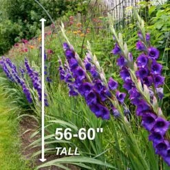 12 Cm/14 Cm, Purple Flora Gladiolus Flower Bulbs (Bag Of 30) -J Parkers Garden Store garden state bulb flower bulbs ecs 174 30 01 4f 1000