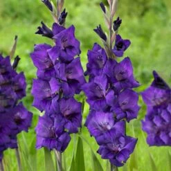 12 Cm/14 Cm, Purple Flora Gladiolus Flower Bulbs (Bag Of 30)
