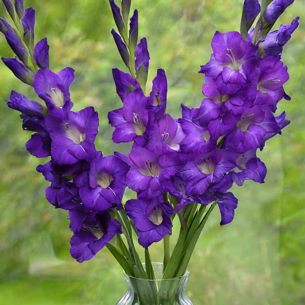 12 Cm/14 Cm, Purple Flora Gladiolus Flower Bulbs (Bag Of 60) 9 12 Cm/14 Cm, Purple Flora Gladiolus Flower Bulbs (Bag Of 60) - Image 7