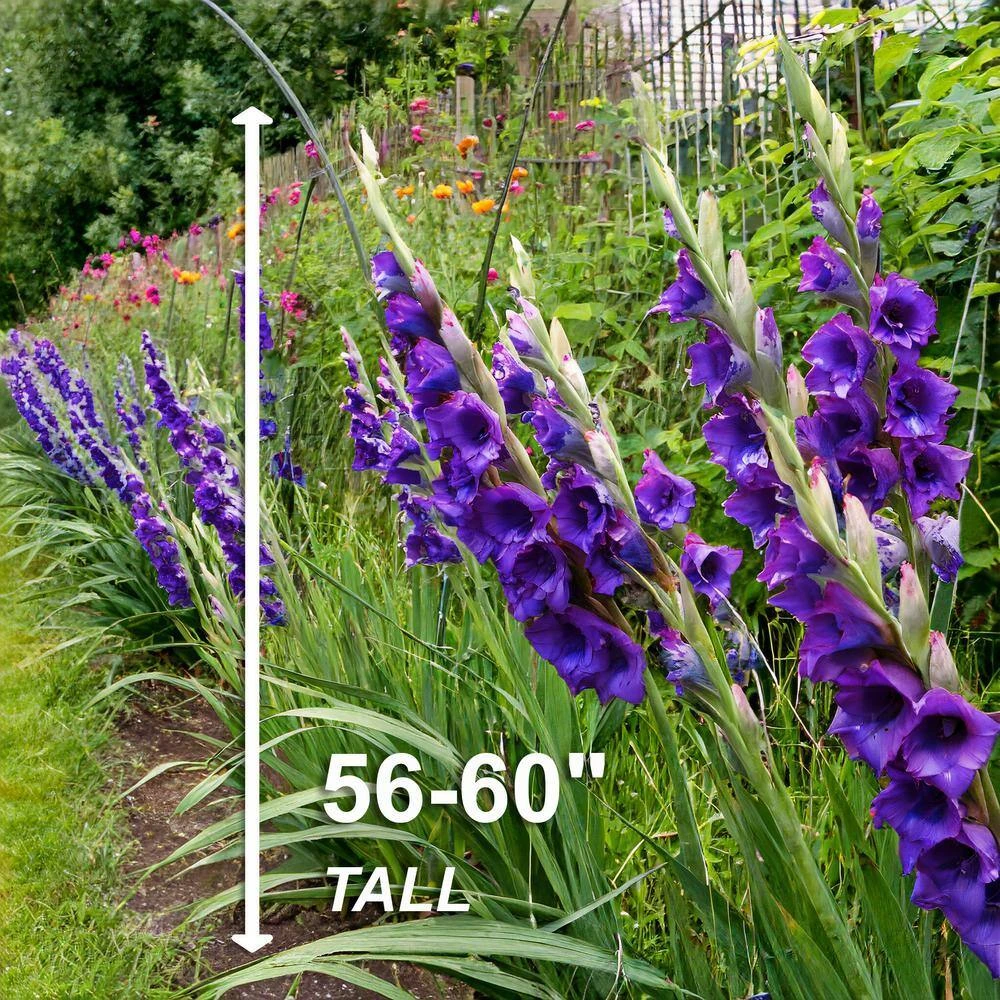 12 Cm/14 Cm, Purple Flora Gladiolus Flower Bulbs (Bag Of 60) 5 12 Cm/14 Cm, Purple Flora Gladiolus Flower Bulbs (Bag Of 60) - Image 3
