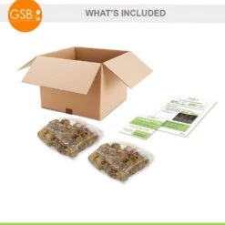 12 Cm/14 Cm, Purple Flora Gladiolus Flower Bulbs (Bag Of 60) 14 12 Cm/14 Cm, Purple Flora Gladiolus Flower Bulbs (Bag Of 60) -J Parkers Garden Store garden state bulb flower bulbs ecs 174 60 02 fa 1000