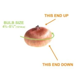 12 Cm/14 Cm, Orange Stormy Gladiolus Flower Bulbs (Bag Of 30) -J Parkers Garden Store garden state bulb flower bulbs ecs 176 30 01 1f 1000