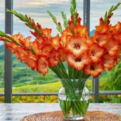 12 Cm/14 Cm, Orange Stormy Gladiolus Flower Bulbs (Bag Of 30) -J Parkers Garden Store garden state bulb flower bulbs ecs 176 30 01 31 1000