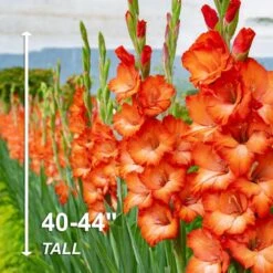 12 Cm/14 Cm, Orange Stormy Gladiolus Flower Bulbs (Bag Of 60) -J Parkers Garden Store garden state bulb flower bulbs ecs 176 60 02 4f 1000