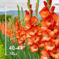 12 Cm/14 Cm, Orange Stormy Gladiolus Flower Bulbs (Bag Of 90) -J Parkers Garden Store garden state bulb flower bulbs ecs 176 90 03 4f 1000