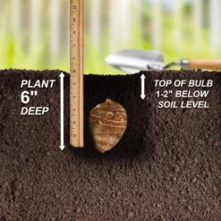 11/13 In., Colocasia Esculenta Large Elephant Ear Bulbs (Bag Of 3) 14 11/13 In., Colocasia Esculenta Large Elephant Ear Bulbs (Bag Of 3) -J Parkers Garden Store garden state bulb flower bulbs ecs 190 03 01 44 1000