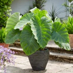 11/13 In., Colocasia Esculenta Large Elephant Ear Bulbs (Bag Of 3)