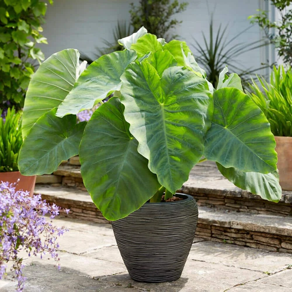 11/13 In., Colocasia Esculenta Large Elephant Ear Bulbs (Bag Of 3) 3 11/13 In., Colocasia Esculenta Large Elephant Ear Bulbs (Bag Of 3)
