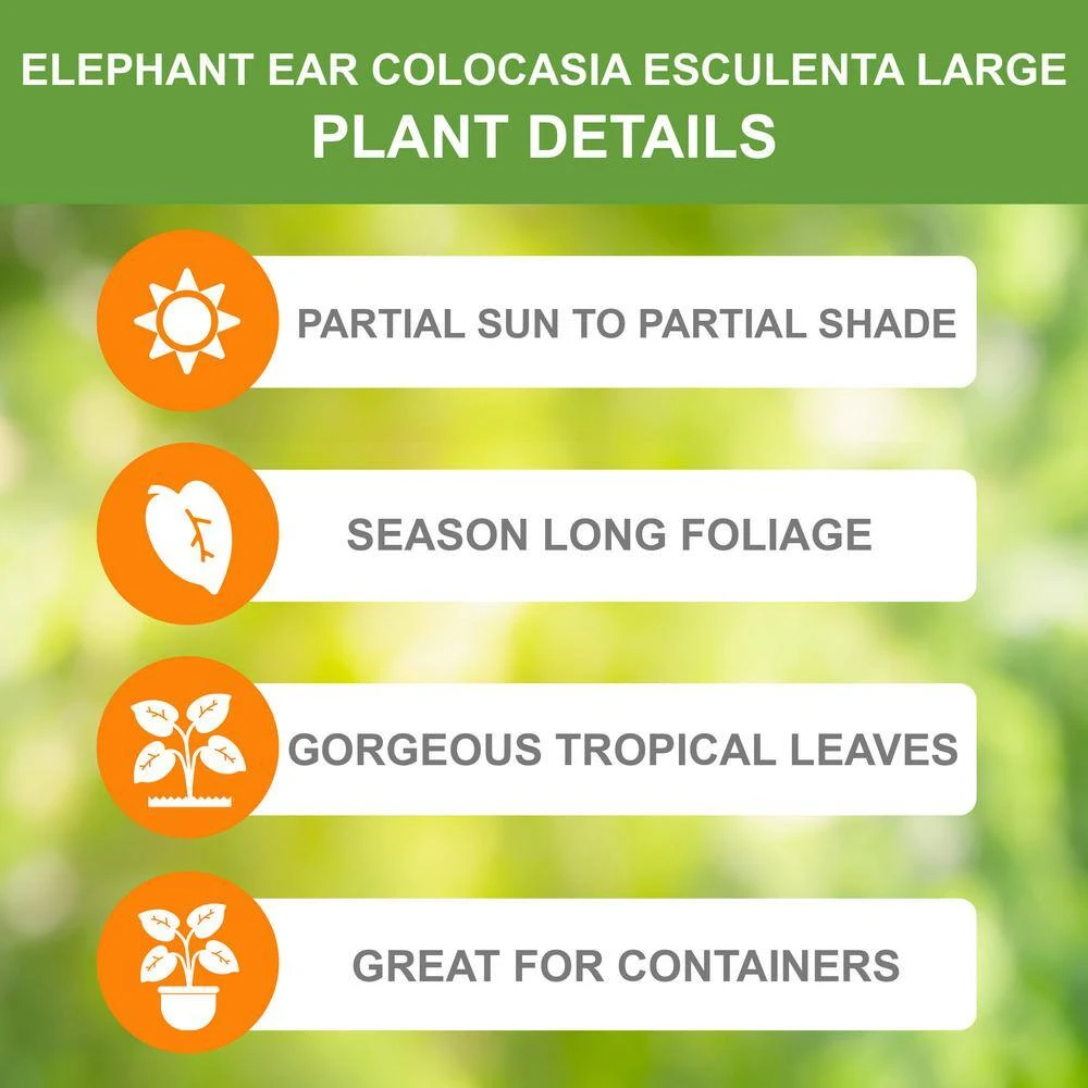 11/13 In., Colocasia Esculenta Large Elephant Ear Bulbs (Bag Of 3) 4 11/13 In., Colocasia Esculenta Large Elephant Ear Bulbs (Bag Of 3) - Image 2