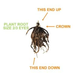 2/3 Eyes, Bleeding Heart Dicentra Spectabilis Flower Bulbs, Bare Root (Bag Of 6) -J Parkers Garden Store garden state bulb flower bulbs ecs 191 06 01 1f 1000